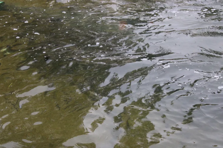 7,000 Walleye's released at Kipling Boat Launch